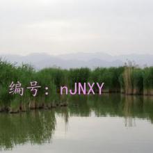 ḻ