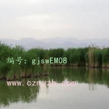ḻ