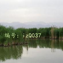 ḻ