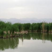 ḻ